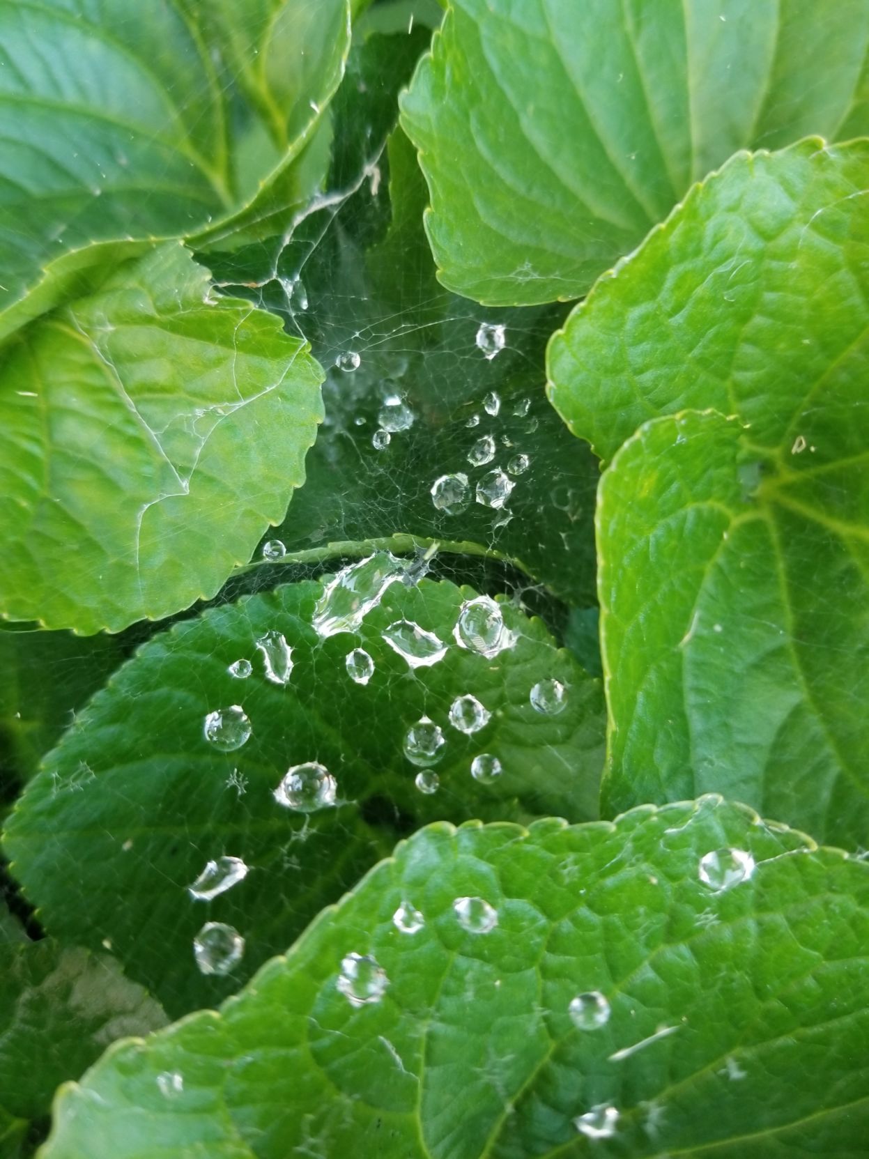 Caught in a Web